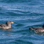 Rhinoceros Auklet